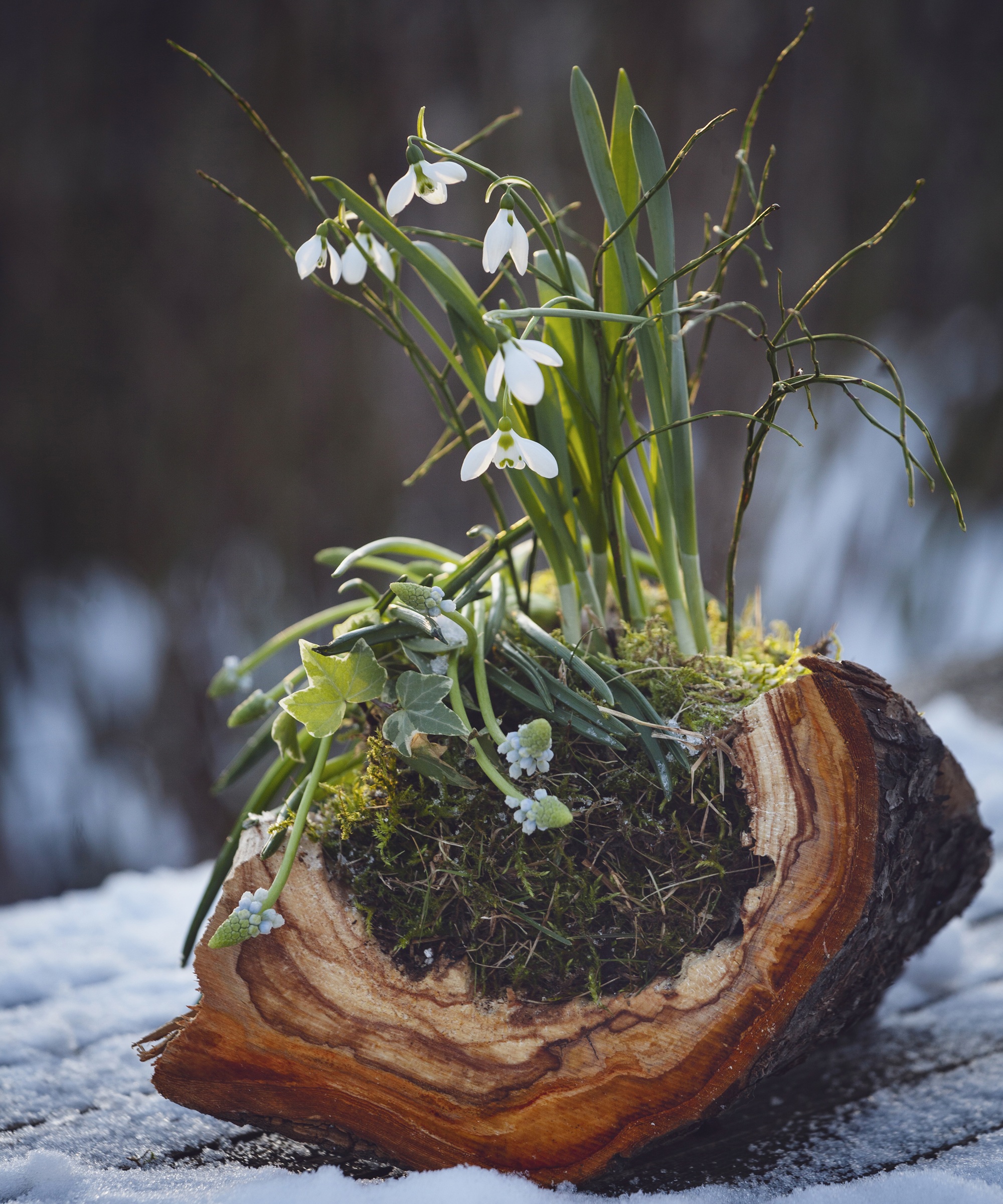 Fleurs de perce-neige qui fleurissent en hiver photo stock