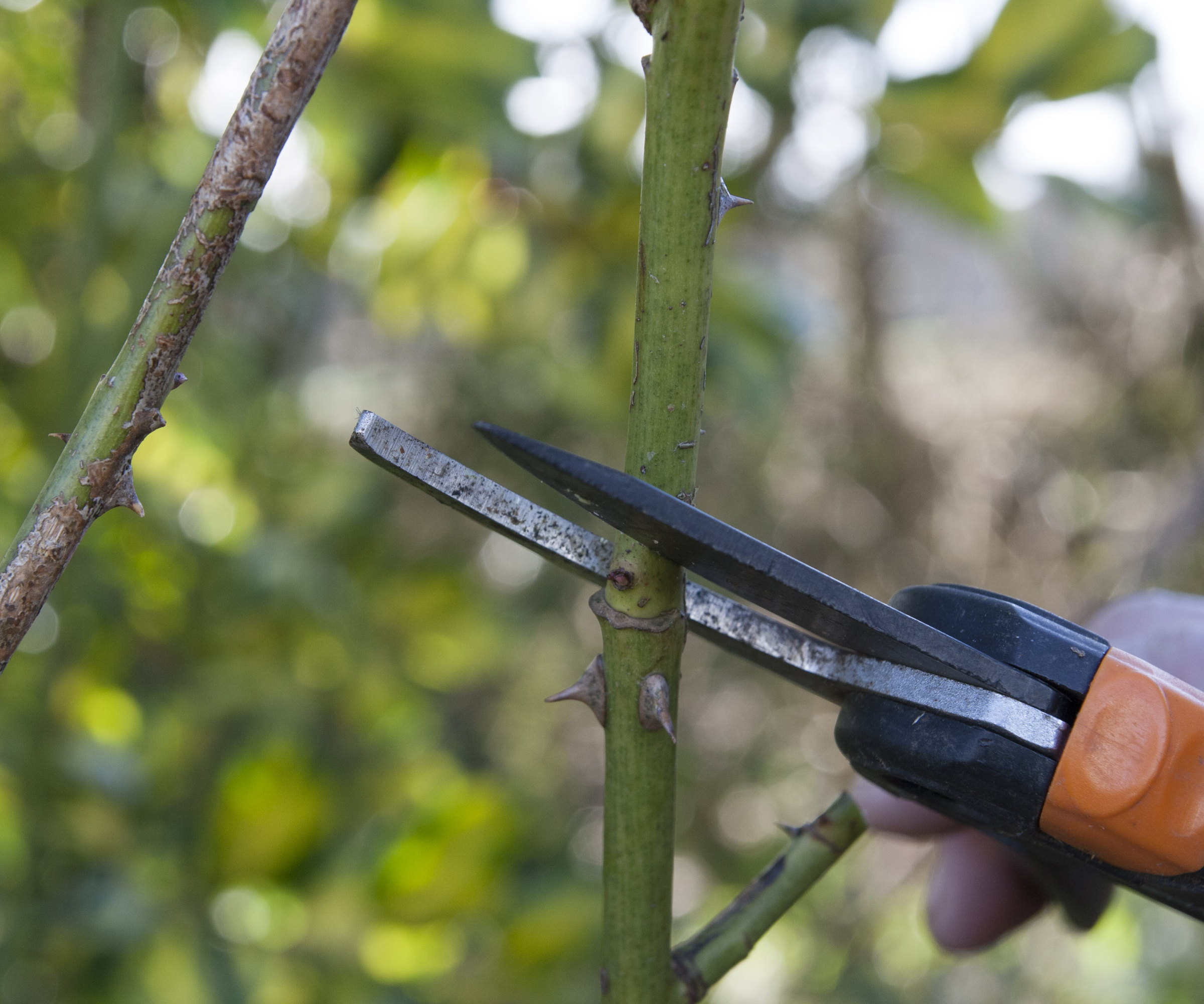 Taille des rosiers arbustifs en hiver avec un sécateur