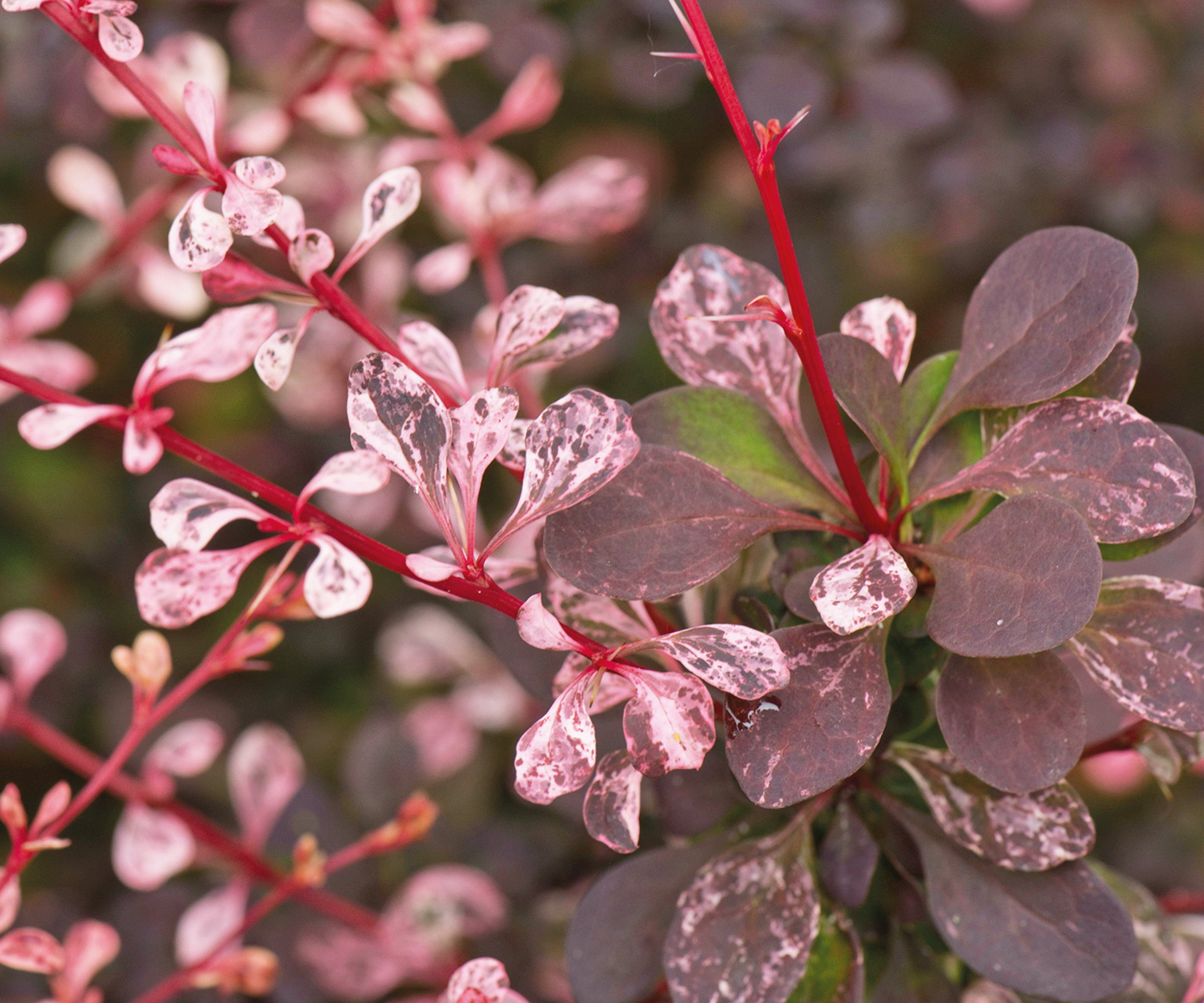 Un berberis aux feuilles rouges et roses et aux tiges pointues