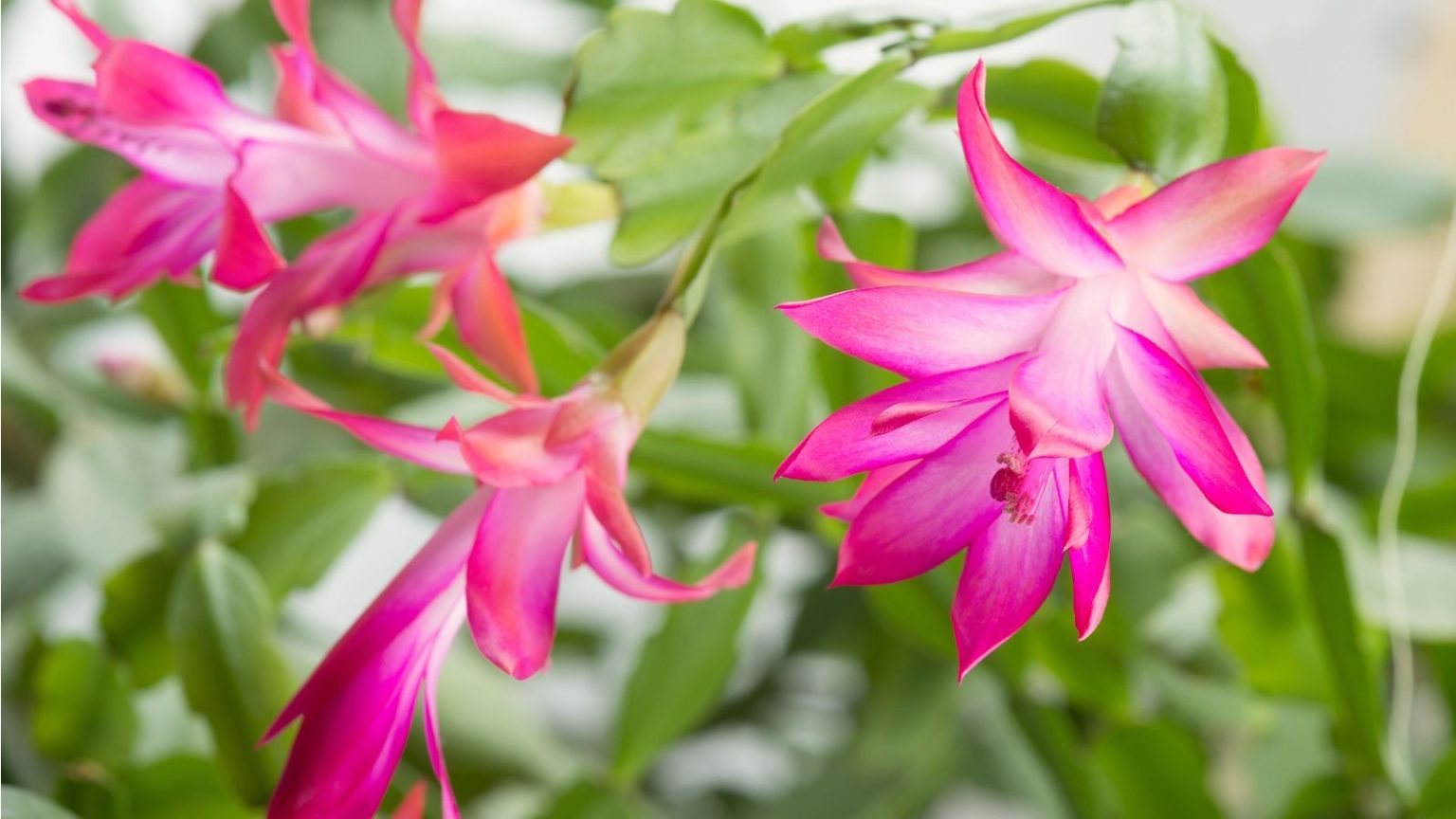 Ne faites pas cette chose à votre cactus de vacances en janvier – cela peut tuer votre plante Pink flowering Christmas cactus
