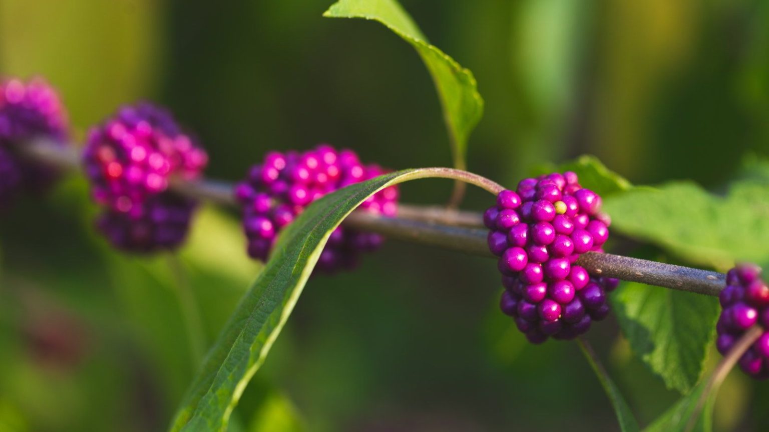 Cela n’en a peut-être pas l’air, mais l’hiver est le moment idéal pour élargir votre collection d’arbustes indigènes – Voici 7 plantes à propager en décembre The pink fruits of an American beautyberry with light green foliage