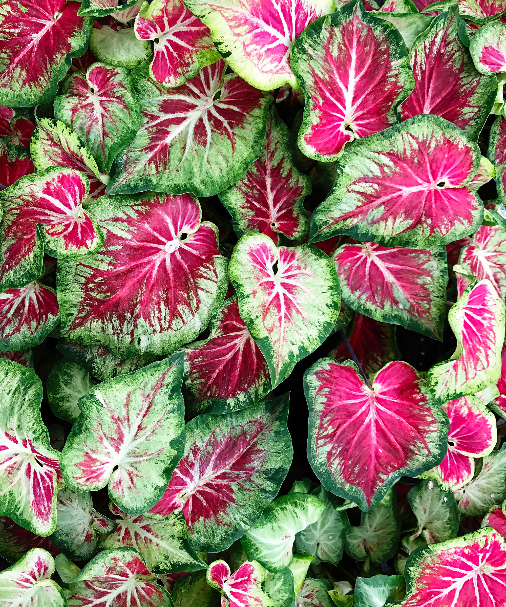 feuilles en forme de coeur de la plante caladium, également connues sous le nom d'ailes d'ange