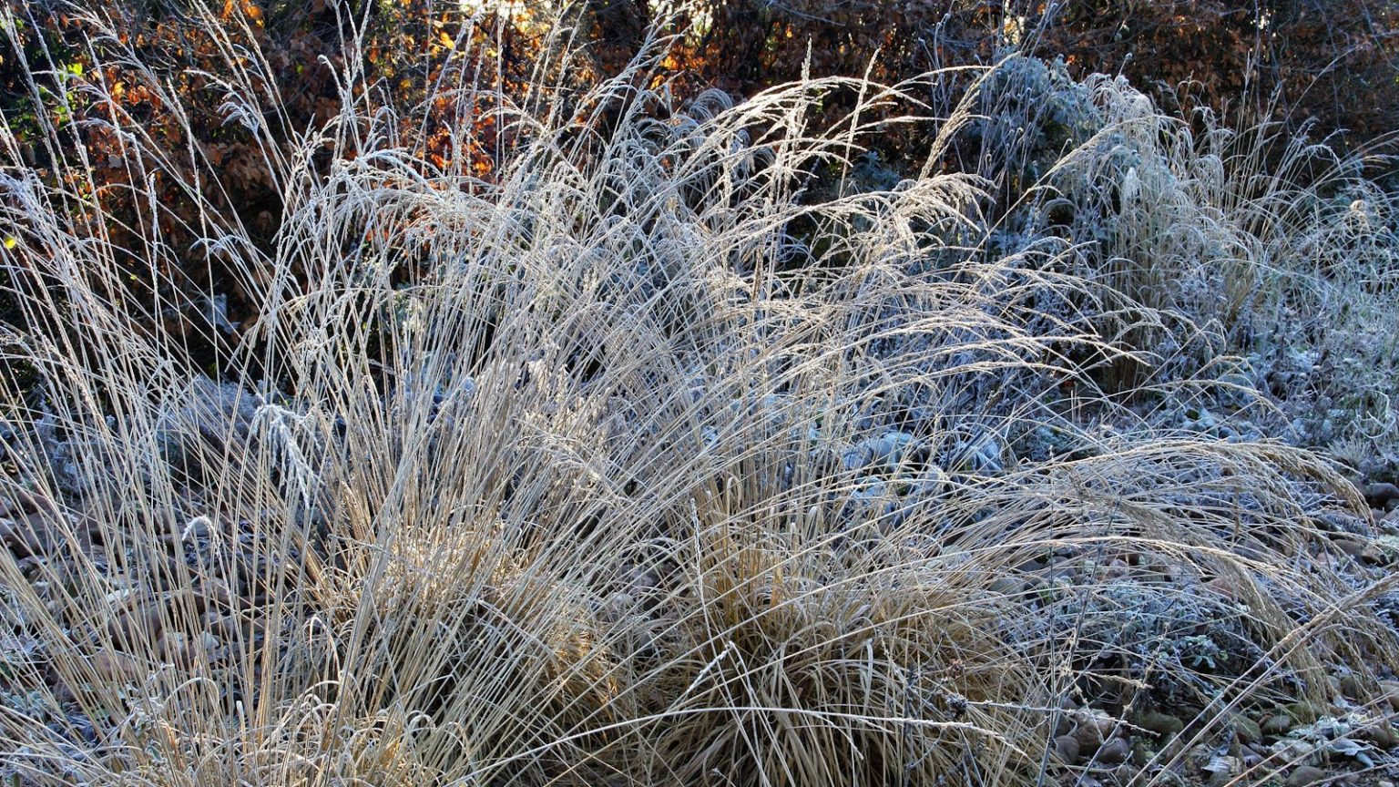 J’ai demandé à des jardiniers professionnels quelle était la tâche la plus importante à accomplir en novembre, et ils ont tous répondu la même chose. Frosted winter garden