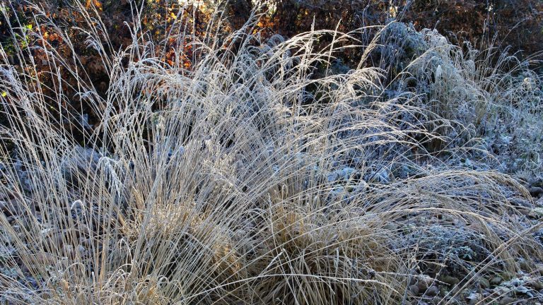 J’ai demandé à des jardiniers professionnels quelle était la tâche la plus importante à accomplir en novembre, et ils ont tous répondu la même chose. Frosted winter garden