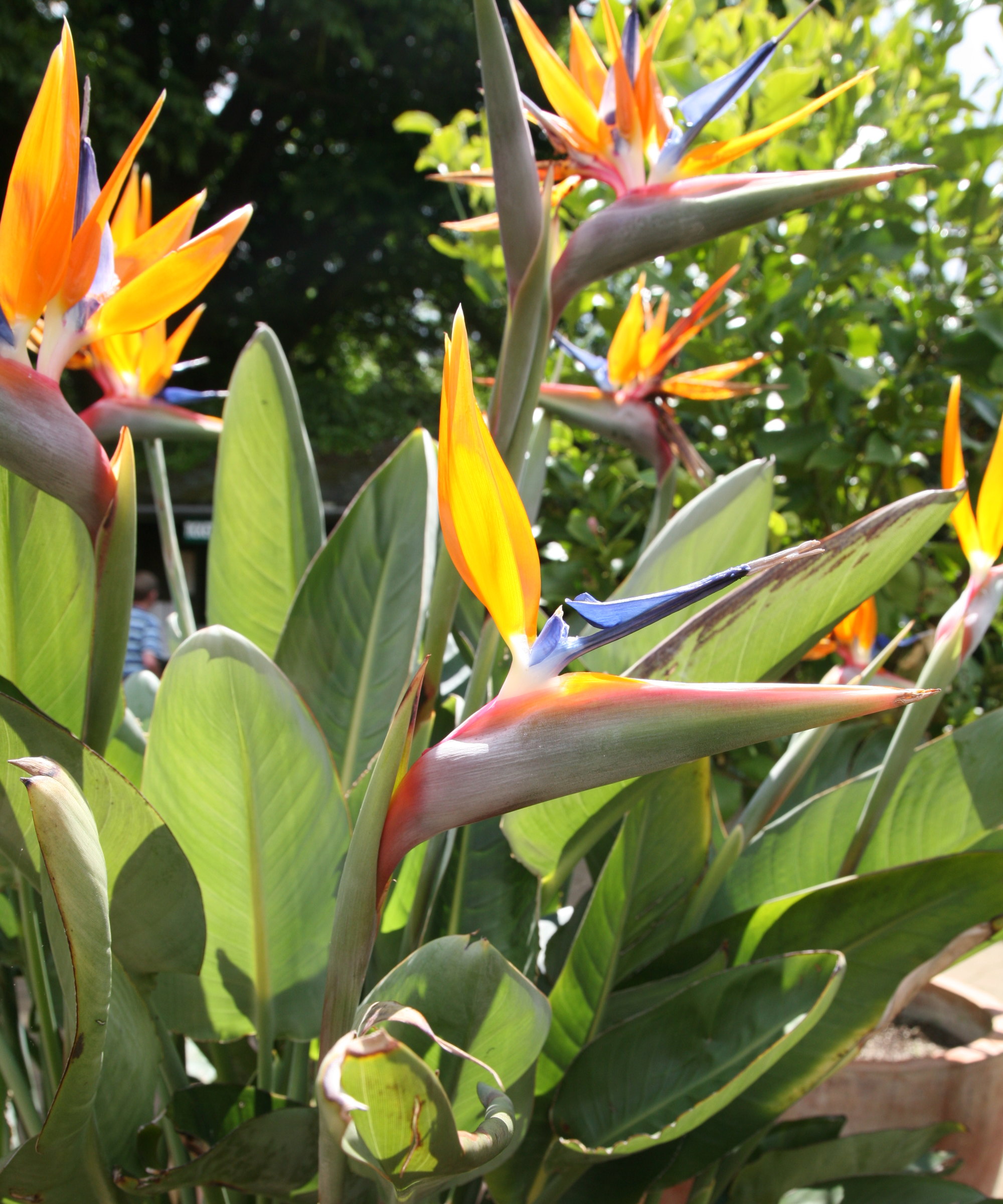 Plantes d'oiseau de paradis orange qui fleurissent au soleil