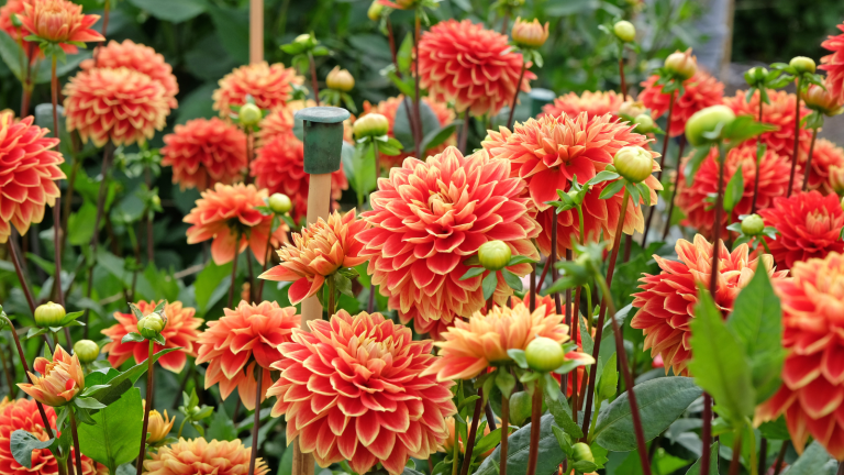 Que veux-tu dire par « tu ne savais pas » ? Prenez-le auprès d’un fleuriste professionnel, vous n’avez pas besoin de déterrer vos dahlias cet hiver Red and yellow decorative Dahlia 'Bettina Verbeek' in flower