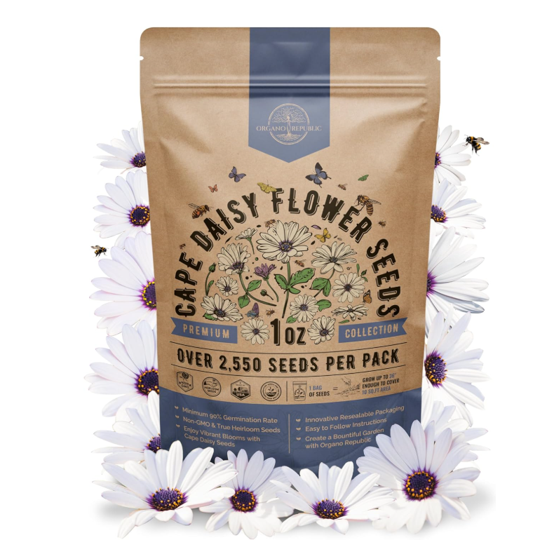 Graines de fleurs de marguerite du Cap d'Amazonie