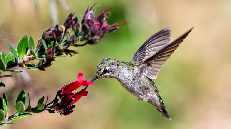 Hummingbird with red flower