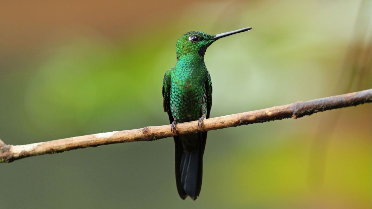 « Parfait pour les amateurs de colibris » – Cette caméra d’alimentation à 100 $ dans la vente du Cyber Monday de Walmart est la meilleure que j’ai vue jusqu’à présent, mais l’offre n’est valable que ce soir Hummingbird sitting on a branch