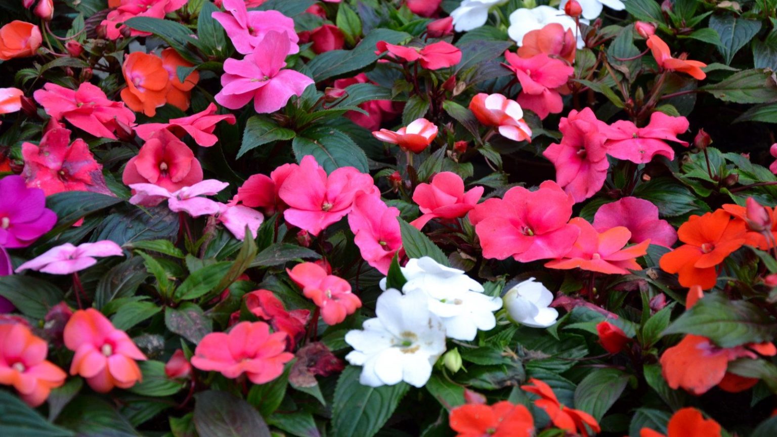 Oui, vous pouvez hiverner les Impatiens – et ces deux méthodes rendent les choses étonnamment simples Impatiens flowering in shades of red, pink, and white against dark green foliage
