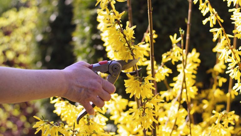 Ne risquez pas la santé de vos plantes cet hiver – 7 arbres et arbustes à ne jamais tailler en décembre A woman pruning a forsythia shrub in the bright sun with pruning shears