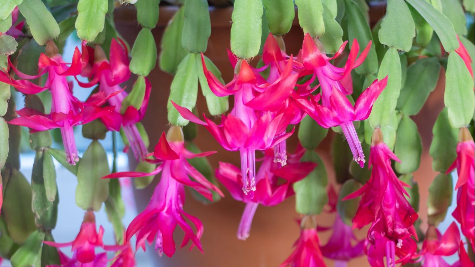 « Si votre cactus de Noël a des racines aériennes, agissez maintenant », prévient un expert en plantes – c’est un signe précoce que votre plante d’intérieur est en difficulté Pink Christmas cactus flowers