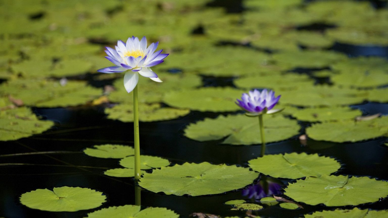 Un expert en jardins aquatiques révèle la meilleure façon d’hiverner les nénuphars tropicaux afin de profiter de leurs floraisons spectaculaires année après année Blue water lily flowers standing tall above the surface of the water