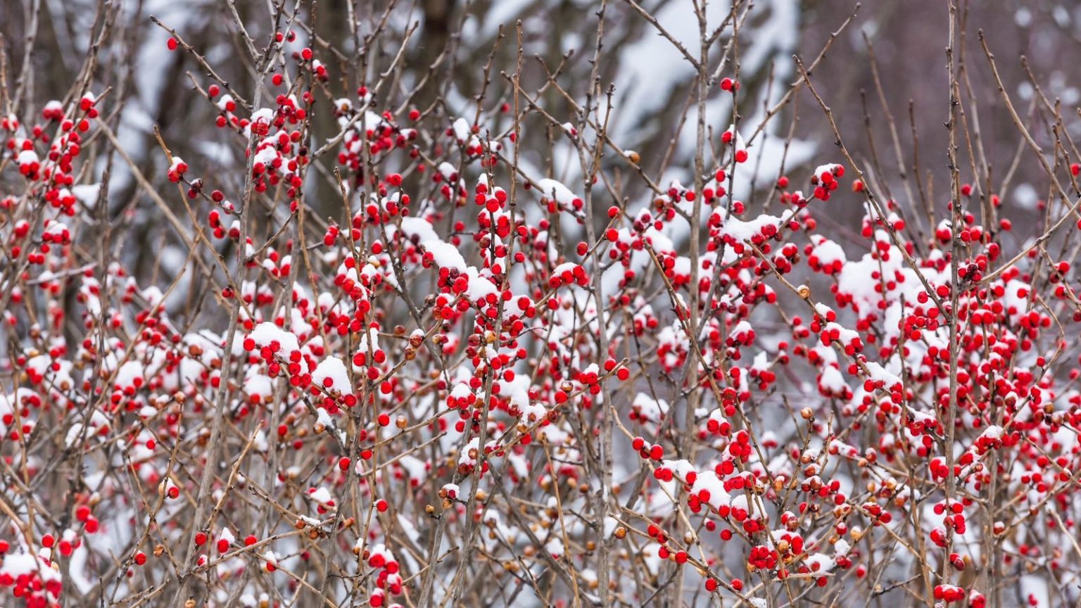 Votre baie du mois de naissance révélée : 12 variétés magnifiques à découvrir et à cultiver dans votre jardin Winterberry shrub with bare stems and red berries with snow on top