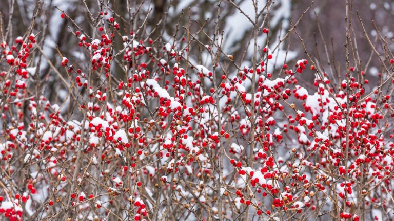 Winterberry shrub with bare stems and red berries with snow on top