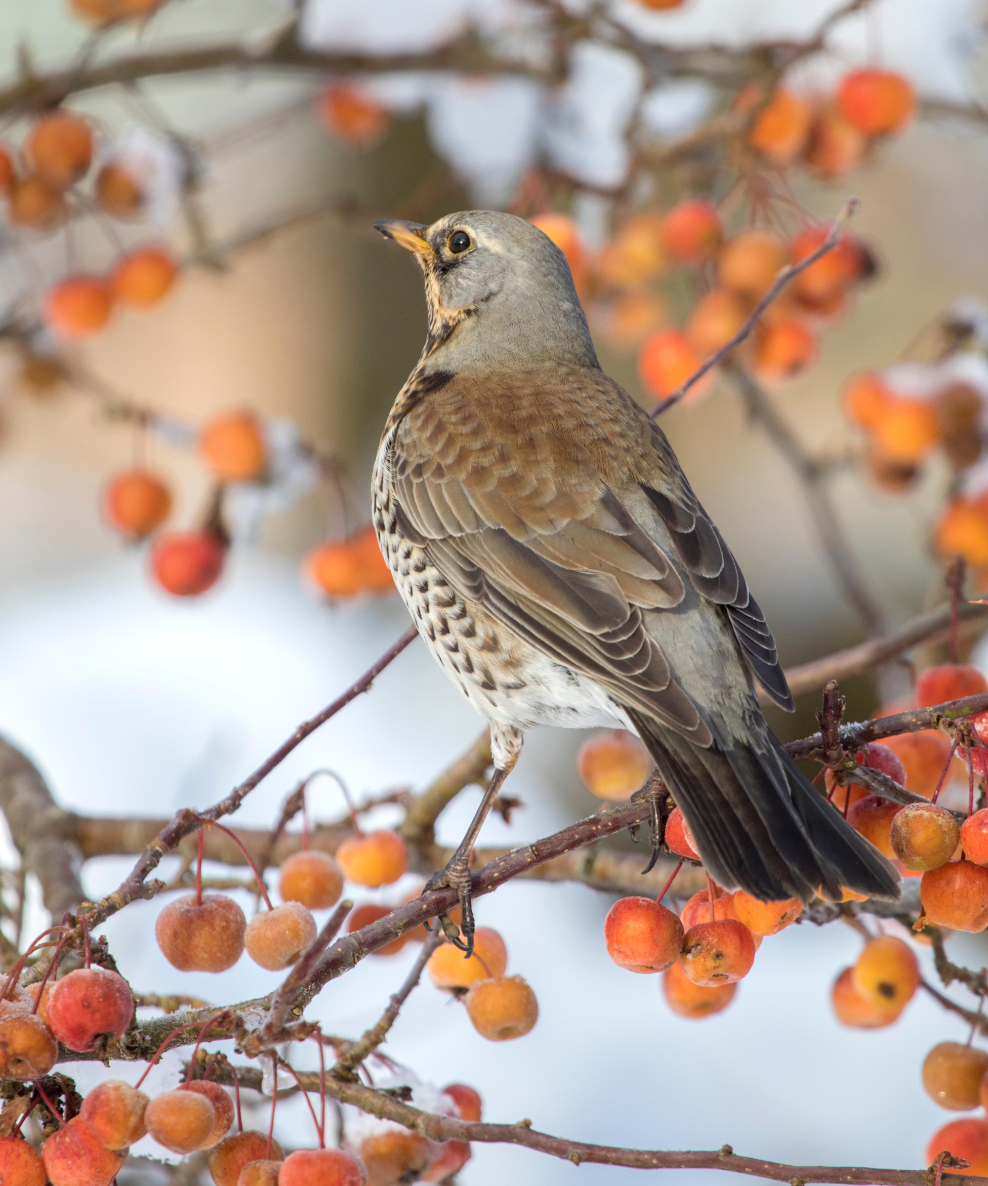 Fieldfare assis sur une pomme sauvage en hiver
