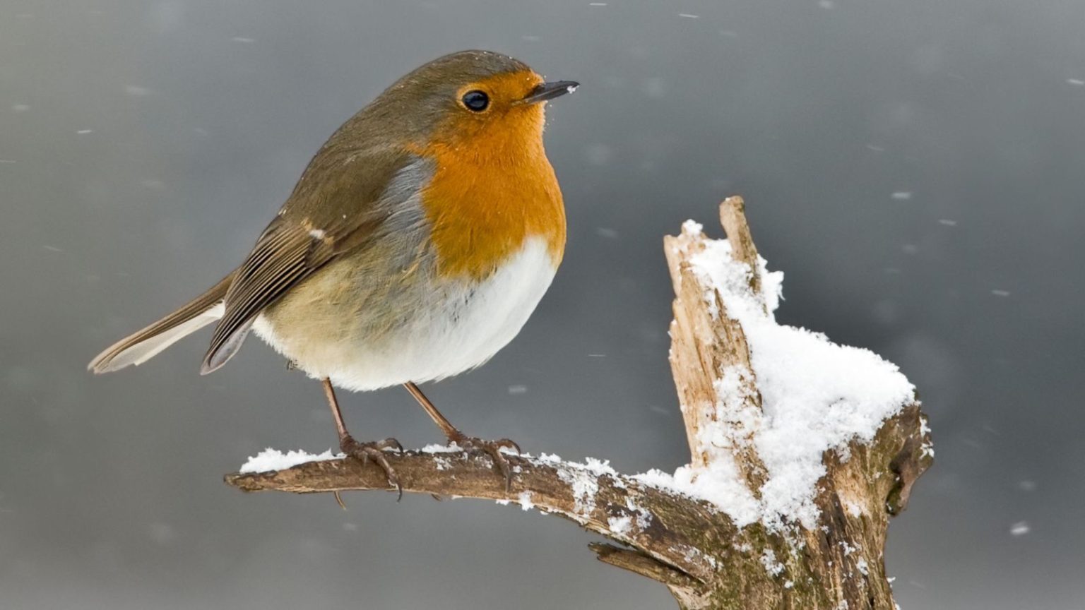 Je viens de découvrir le moyen le plus simple et le moins cher d’aider les oiseaux du jardin cet hiver : tout ce dont vous avez besoin est une balle de tennis Robin on snowy branch
