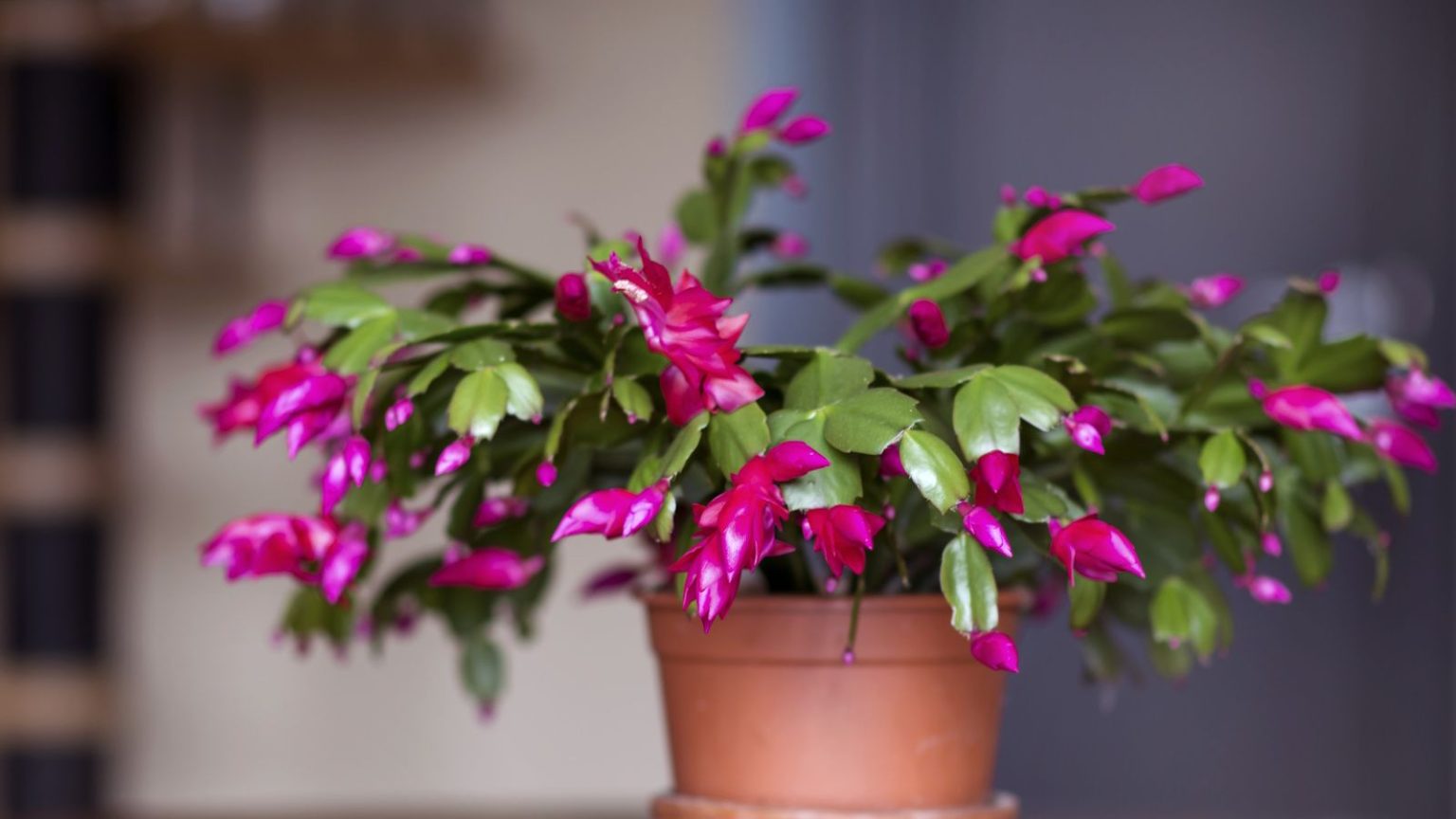 Ce dont votre cactus de Noël a réellement besoin en janvier pour une deuxième série de floraisons Christmas cactus in early stage of flowering with bright pink buds and flowers