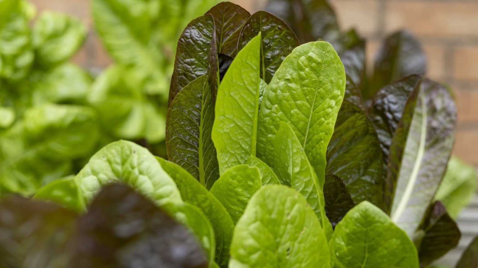 Je cultive des légumes-feuilles chaque année en hiver – 5 façons de les protéger du gel pour conserver de délicieuses récoltes pendant les mois les plus froids Red and green lettuce leaves growing in a raised vegetable bed