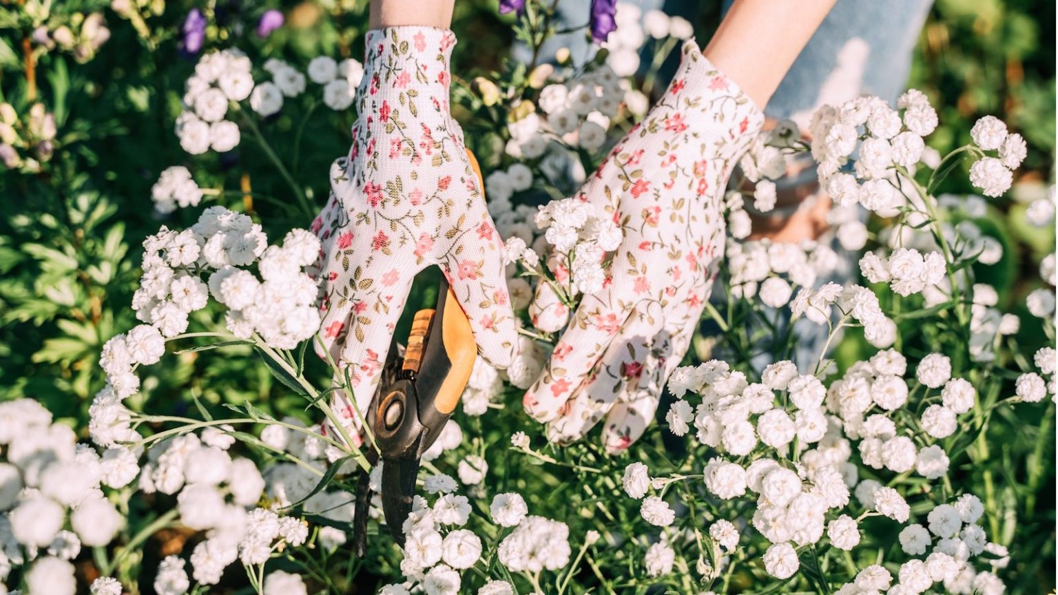 White floral gardening gloves pruning white blooms