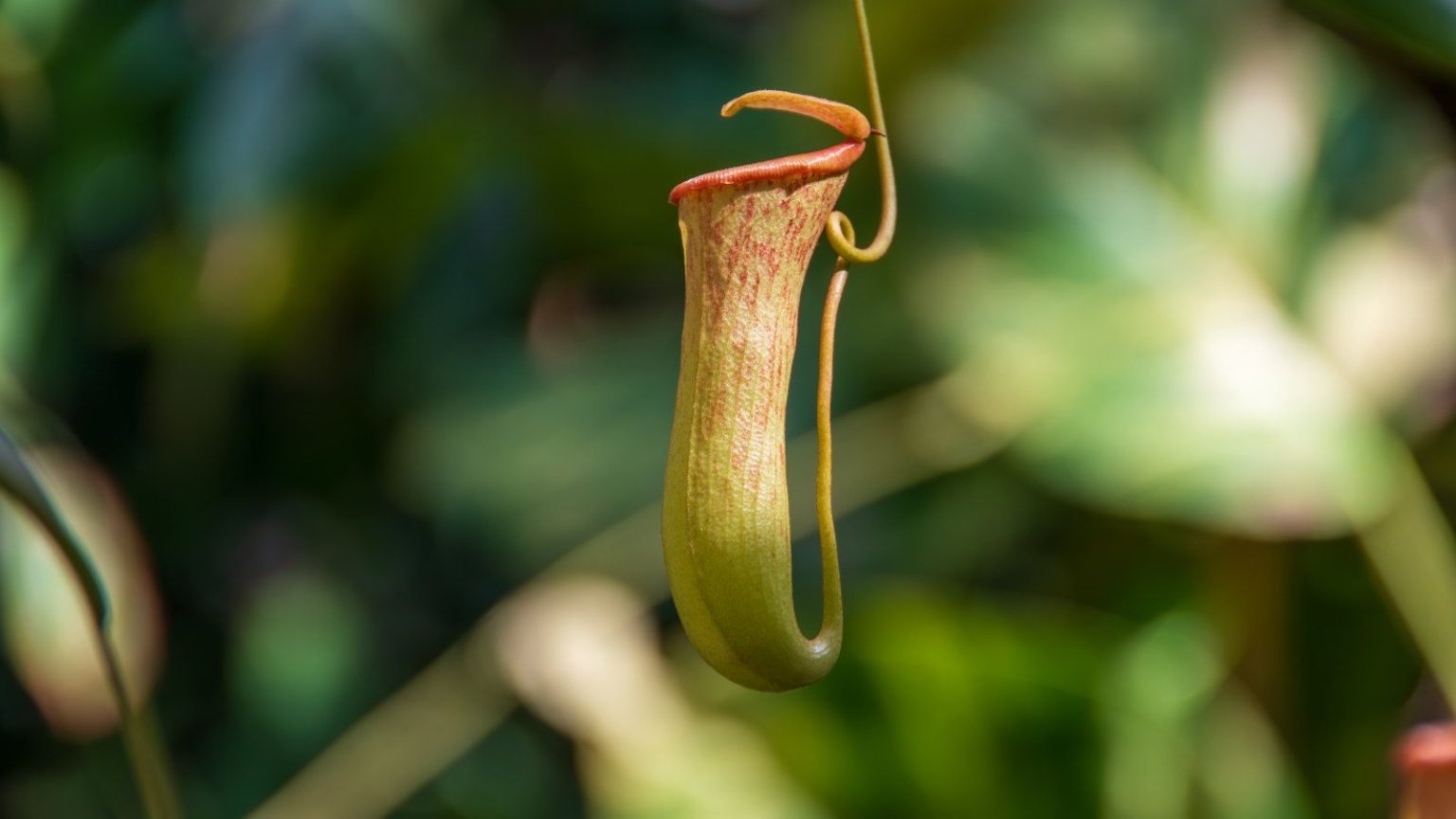 A close-up of a dangling pitcher of a Nepenthes plant