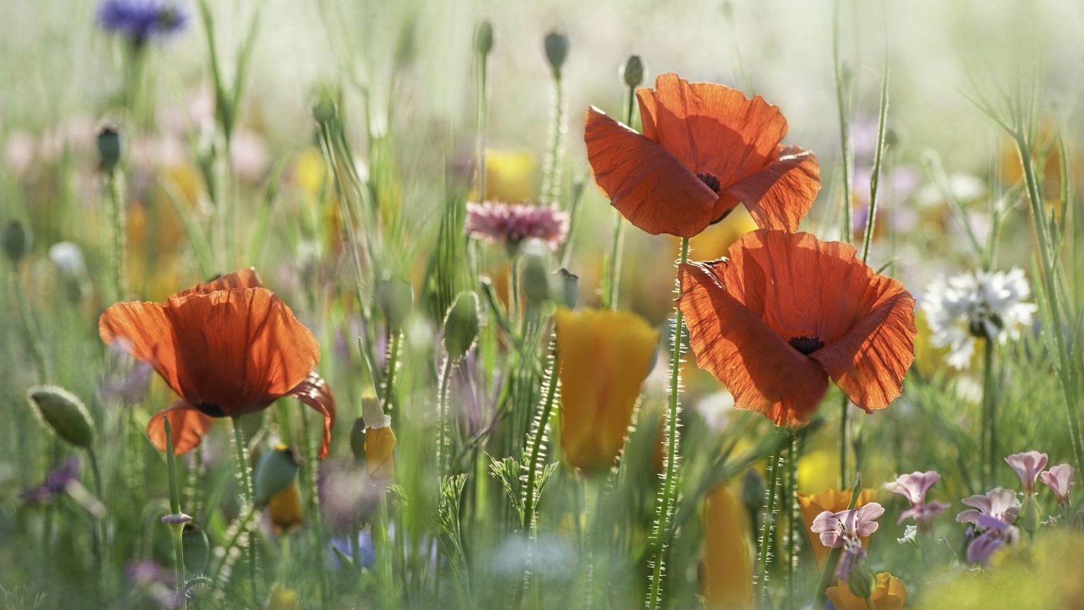 De janvier à décembre, il y a une fleur sauvage pour chaque mois de l’année – Découvrez la signification de la vôtre et comment la cultiver Should you fertilize wildflowers