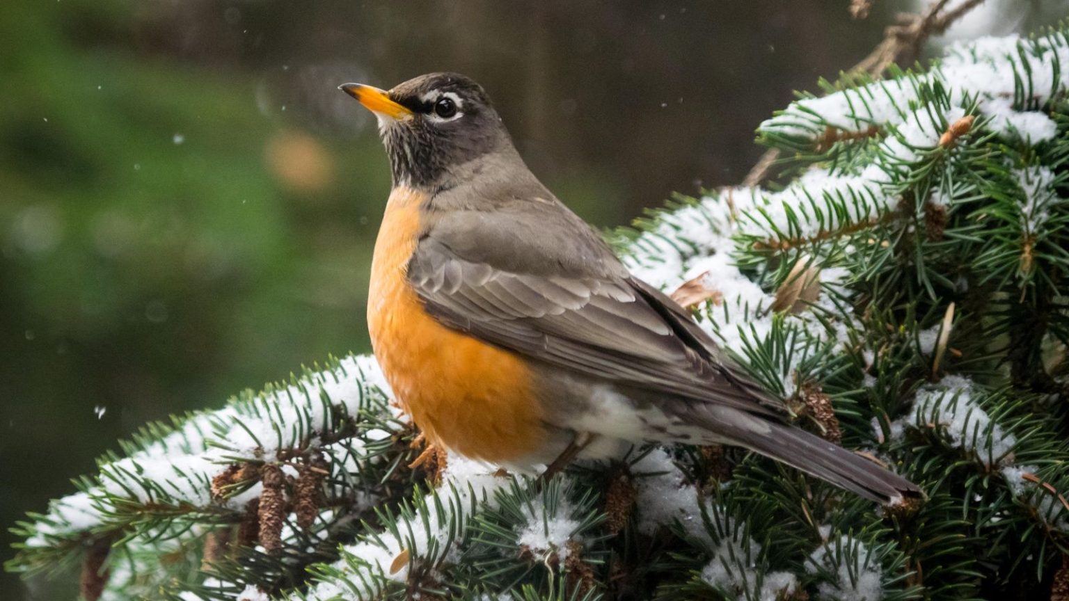 Les merles d’Amérique deviennent fous de ce superaliment qui se trouve probablement dans votre garde-manger – Mettez-le dans votre mangeoire à oiseaux et ils vous visiteront tout l’hiver American robin perching on pine tree in snow