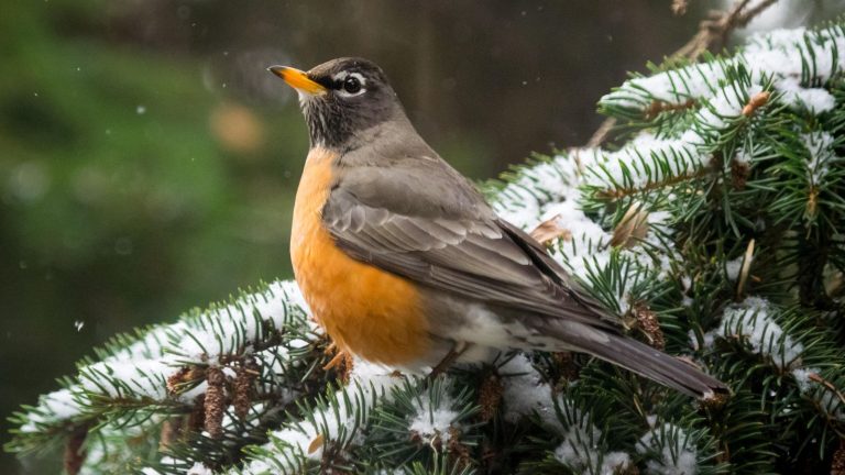 Les merles d’Amérique deviennent fous de ce superaliment qui se trouve probablement dans votre garde-manger – Mettez-le dans votre mangeoire à oiseaux et ils vous visiteront tout l’hiver American robin perching on pine tree in snow