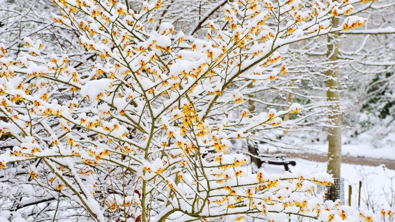 Ne laissez pas les arbustes se briser ou se fendre cet hiver – Les experts révèlent les plantes dont vous devez toujours enlever la neige abondante The yellow winter flowers of a Witch Hazel covered in snow