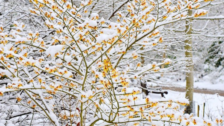 Ne laissez pas les arbustes se briser ou se fendre cet hiver – Les experts révèlent les plantes dont vous devez toujours enlever la neige abondante The yellow winter flowers of a Witch Hazel covered in snow