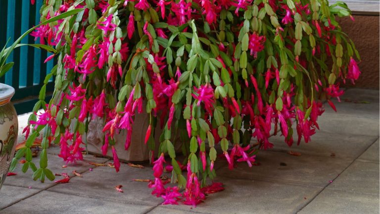 « Un cactus de Noël appartient au cœur de la maison », déclare un expert en Feng Shui – Découvrez où le placer pour maximiser la joie des fêtes et encourager des floraisons plus éclatantes Large Christmas cactus in planter on a patio. It's in bloom with pink flowers