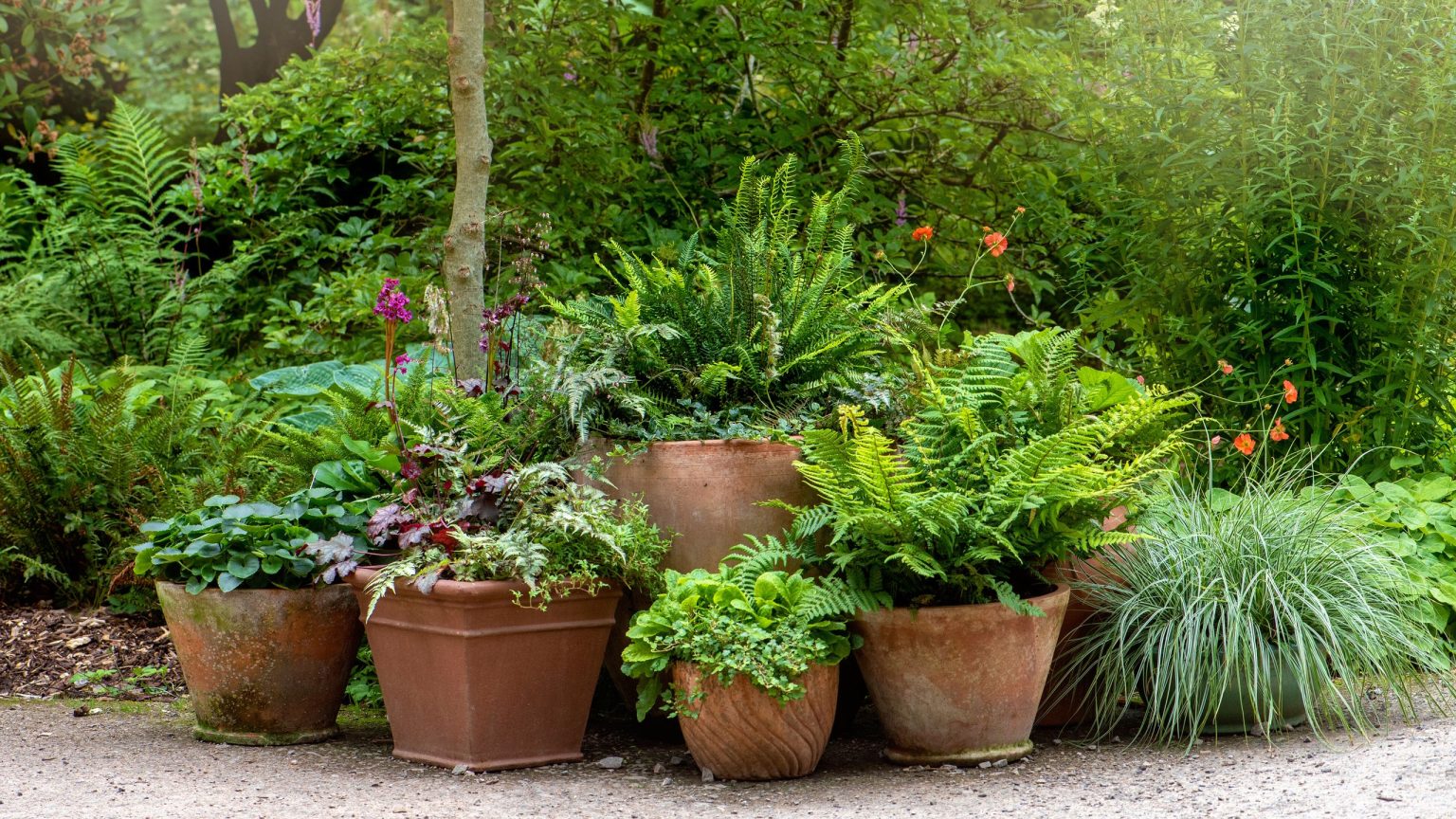 En tant qu’horticulteur, je compte toujours sur ces 7 conifères lorsque je veux des plantes en pot pour un porche d’hiver élégant et naturel En tant qu'horticulteur, je compte toujours sur ces 7 conifères lorsque je veux des plantes en pot pour un porche d'hiver élégant et naturel