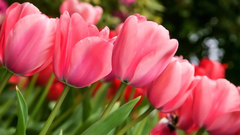 Il n’est pas trop tard pour planter des tulipes en décembre – mieux vaut tenter sa chance que ne pas le faire du tout, déclare un expert en jardinage Pink tulips are in flower at Roozengaarde in Mount Vernon, Washington, USA
