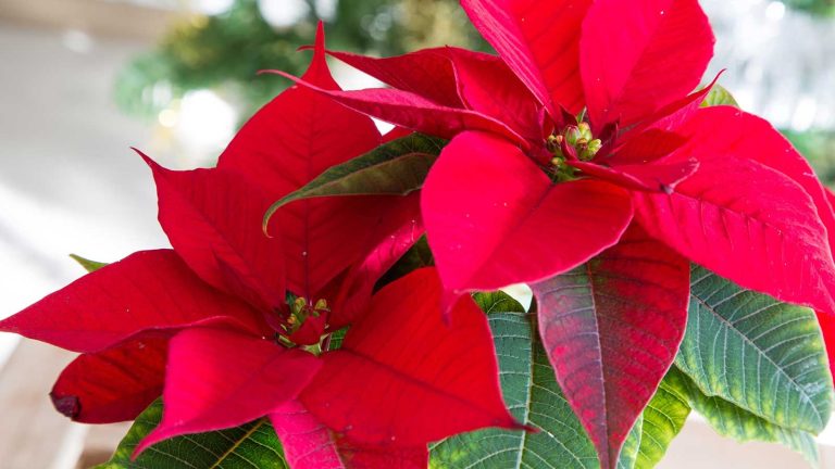 Un expert en Feng Shui affirme que les poinsettias ont le pouvoir de « renforcer l’amour et la chaleur » pour les vacances – à condition de les placer dans cette partie de la maison. close-up of red poinsettia indoors