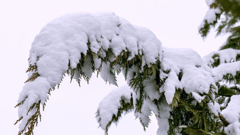 Les experts disent que c’est le seul moyen de déneiger les arbres en toute sécurité et de prévenir les dommages pendant l’hiver Les experts disent que c'est le seul moyen de déneiger les arbres en toute sécurité et de prévenir les dommages pendant l'hiver