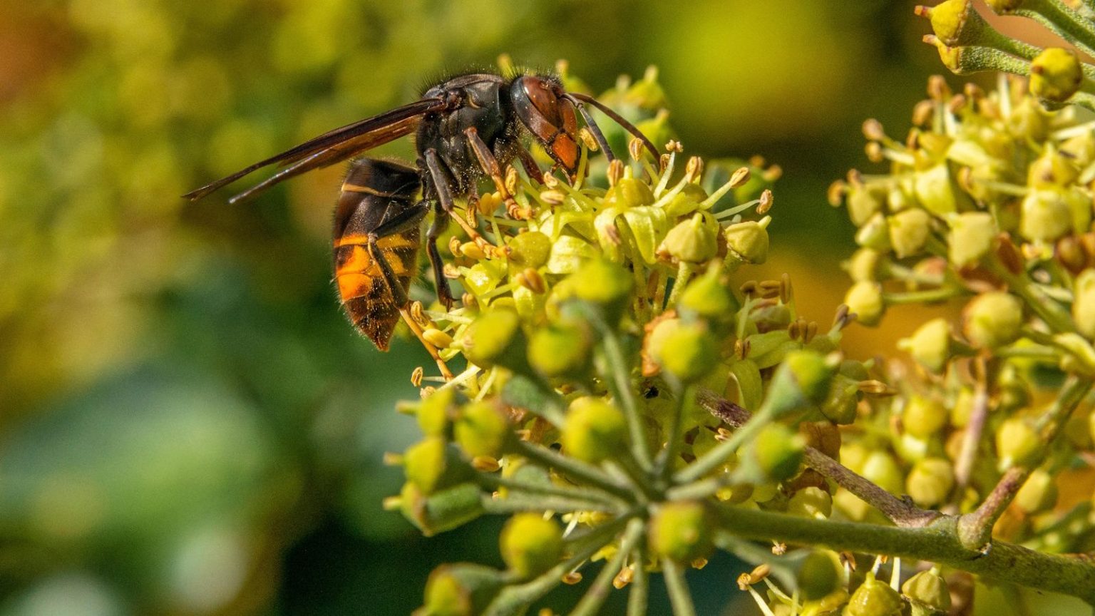 Des frelons envahissants à pattes jaunes repérés pour la première fois dans le comté de York, en Caroline du Sud – Les responsables de l’État vous conseillent sur ce qu’il faut faire si vous en repérez un Yellow-legged hornet on flower buds