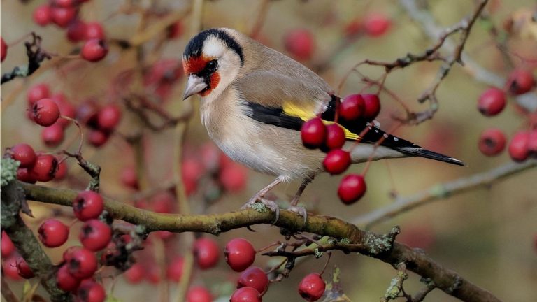Un « paysage alimentaire animalier hivernal » est le moyen le plus simple de nourrir les visiteurs du jardin cette saison, déclare un designer – 3 belles idées pour vous aider à démarrer Goldfinch on tree with red berries in winter