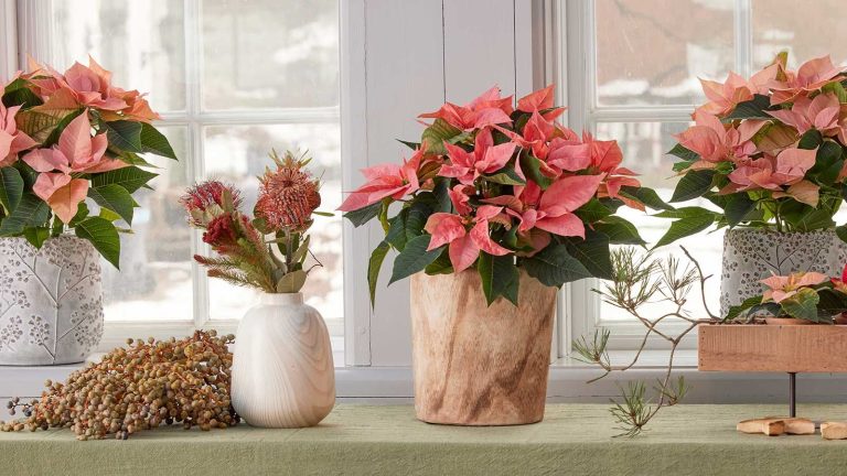 Le guide ultime d’entretien des poinsettias : comment faire prospérer ces joyeuses plantes pendant les vacances et au-delà potted pink poinsettias on windowsill