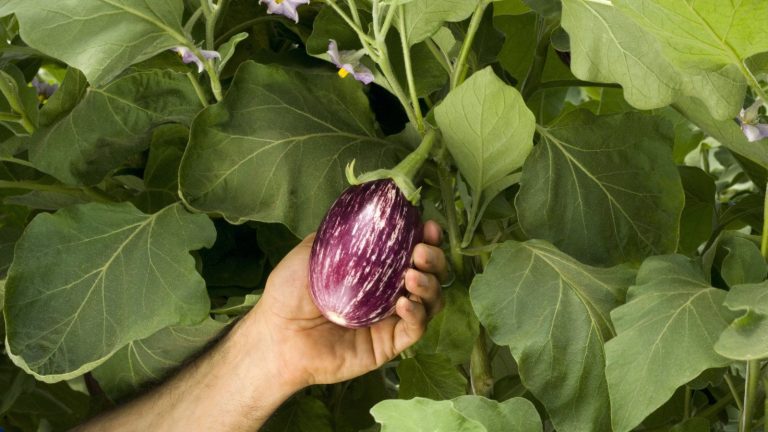 Oui, vous pouvez conserver l’aubergine en vie pendant l’hiver (et la faire pousser à nouveau la saison prochaine) – Voici comment les jardiniers procèdent A gardener's hand holds a purple striped eggplant developing on a plant