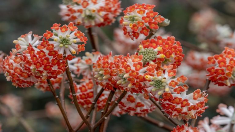Apportez fanfare et joie dans votre jardin cette saison – 6 fleurs d’hiver sous-estimées pour égayer et égayer les mois les plus froids Red flowers of Edgeworthia 'Red Dragon'