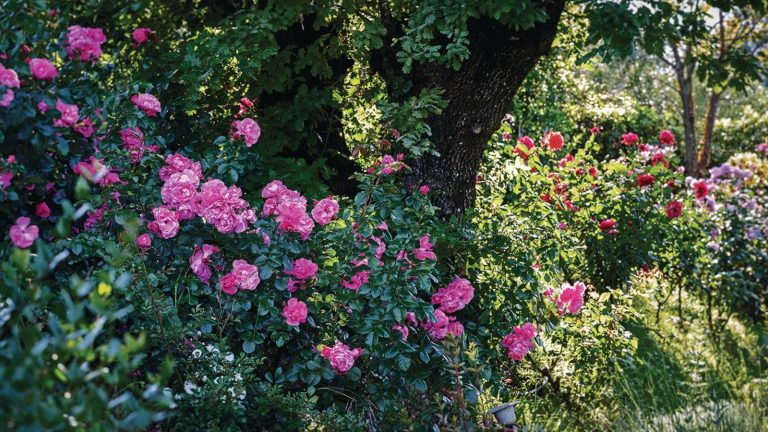 Une belle rose pour chaque mois de l’année – Découvrez la vôtre et comment la cultiver Pink roses next to a tree