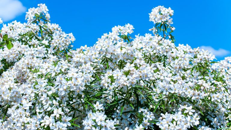 Comment hiverner la fleur d’oranger du Mexique – Les experts révèlent leurs meilleurs conseils pour garder la vôtre en vie dans les climats froids The white flowers of a Mexican orange blossom shrub are blooming against the background of a blue sky