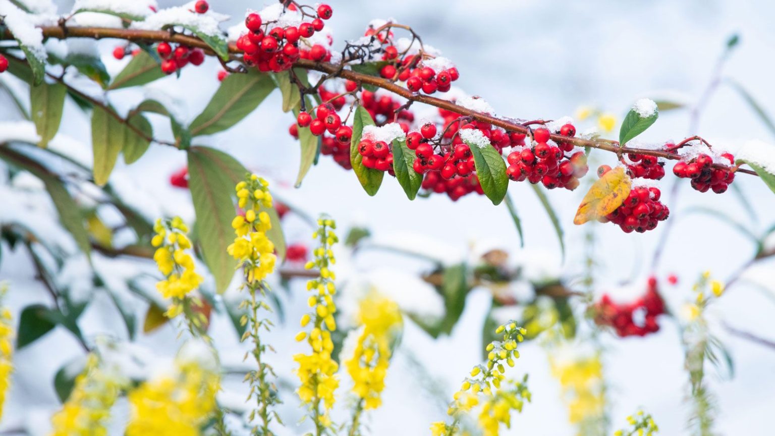 7 plantes à fleurs d’hiver dans toutes les couleurs de l’arc-en-ciel – pour que votre jardin ne soit jamais terne cette saison branches and stesm of yellow mahonia and red cotoneaster in a snowy winter garden