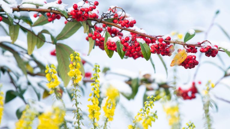 7 plantes à fleurs d’hiver dans toutes les couleurs de l’arc-en-ciel – pour que votre jardin ne soit jamais terne cette saison branches and stesm of yellow mahonia and red cotoneaster in a snowy winter garden