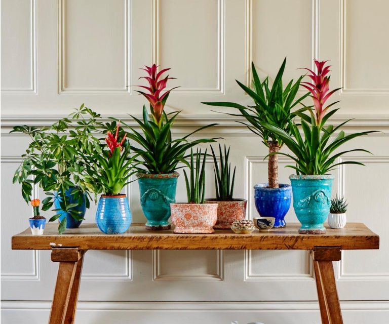Surprendre! Cette plante d’intérieur que vous ne pouvez pas garder en vie est en fait une plante succulente – et j’ai les conseils d’experts dont vous avez besoin pour la conserver Surprendre! Cette plante d'intérieur que vous ne pouvez pas garder en vie est en fait une plante succulente – et j'ai les conseils d'experts dont vous avez besoin pour la conserver