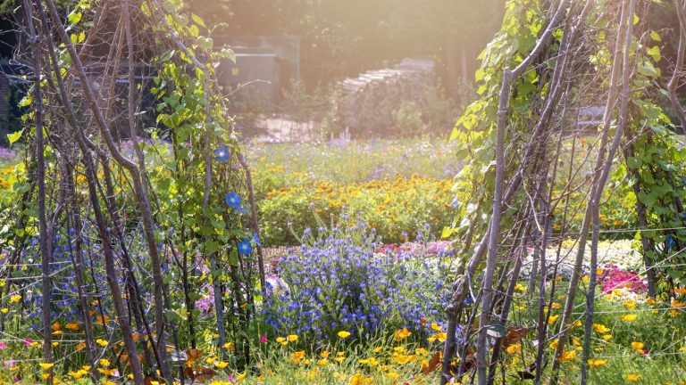 Je jardine depuis près de deux décennies, mais les plus grosses erreurs que j’ai commises dans le jardin cette année étaient des erreurs de débutant – pourquoi je ne les répéterai pas en 2026 Wigwam shaped Pea and Bean stick trellis/supports in vegetable kitchen garden