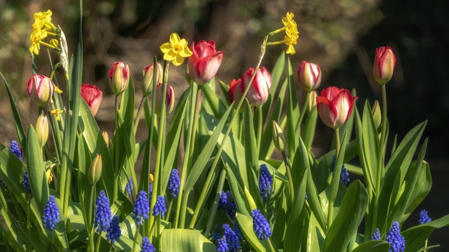 La plupart des jardiniers oublient ces tâches hivernales liées aux bulbes, mais elles rendront vos floraisons printanières incroyables, disent les professionnels du jardin Spring bulbs planted together in a container