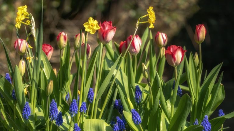 La plupart des jardiniers oublient ces tâches hivernales liées aux bulbes, mais elles rendront vos floraisons printanières incroyables, disent les professionnels du jardin Spring bulbs planted together in a container