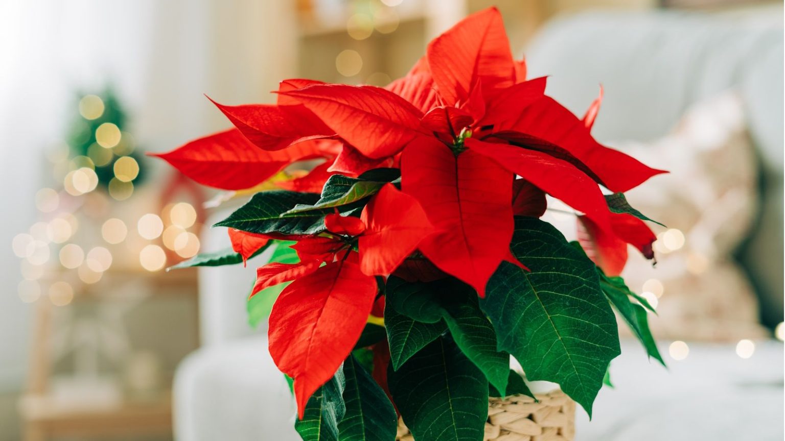 Les gens utilisent des glaçons pour arroser les poinsettias à faible effort – mais il y a 1 avertissement à connaître avant de l’essayer Red poinsettia on coffee table in living room