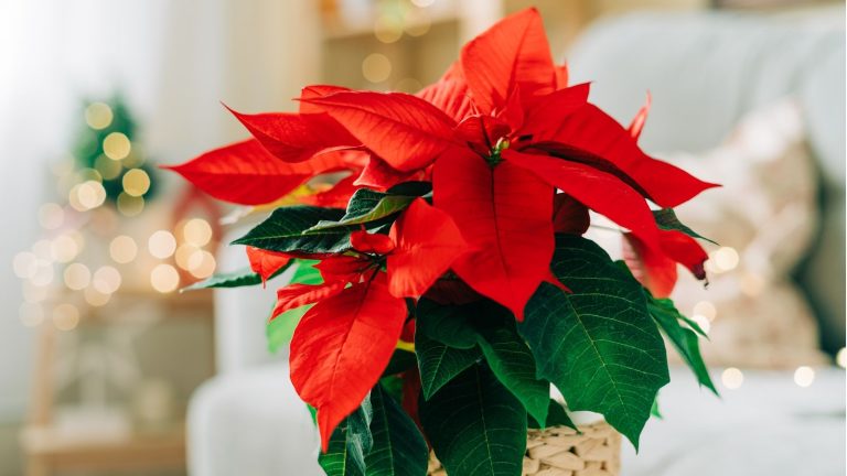 Les gens utilisent des glaçons pour arroser les poinsettias à faible effort – mais il y a 1 avertissement à connaître avant de l’essayer Red poinsettia on coffee table in living room